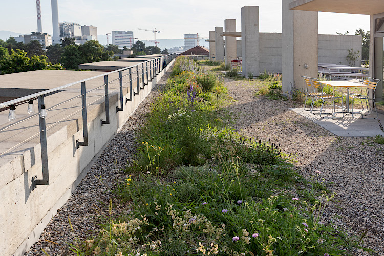 Bungestrasse Dachbegrünung